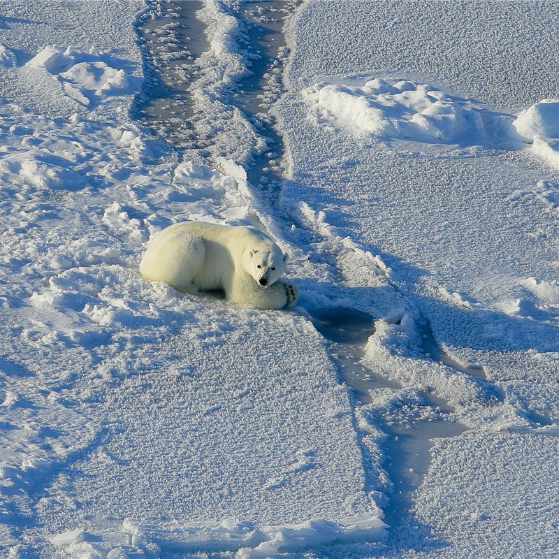 Los osos polares cada vez tienen más dificultades para satisfacer sus necesidades energéticas