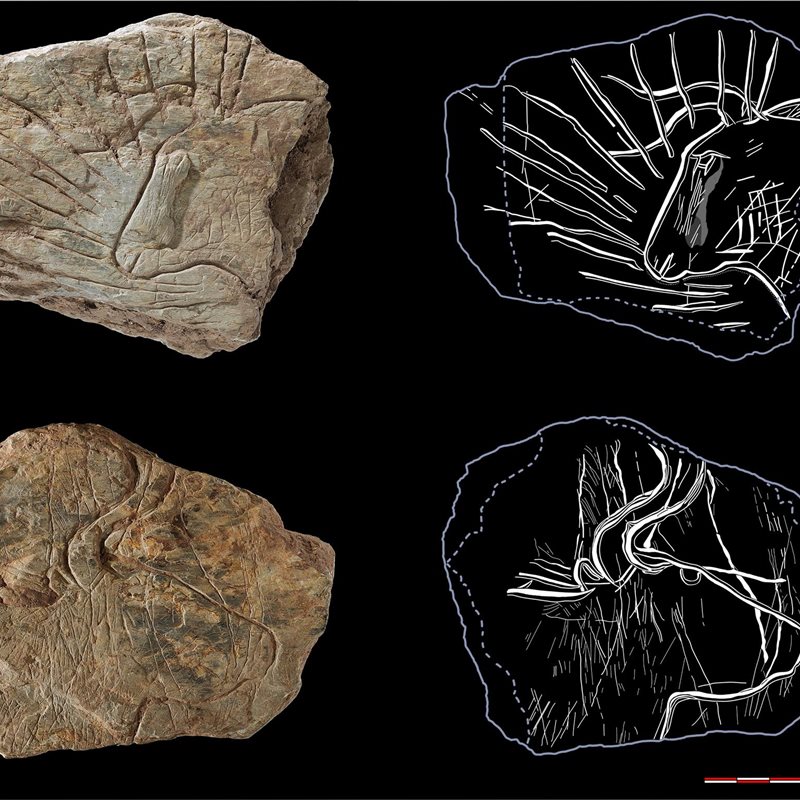 Un toro resplandeciente y otros maravillosos grabados prehistóricos aparecen en Francia