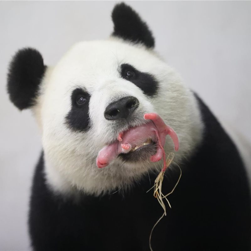 El nacimiento de una cría de panda gigante en un zoo de Bélgica es "un verdadero milagro"