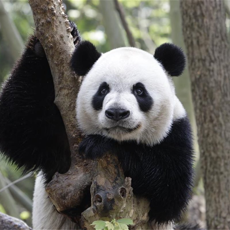 Un "diccionario" para traducir a los pandas gigantes