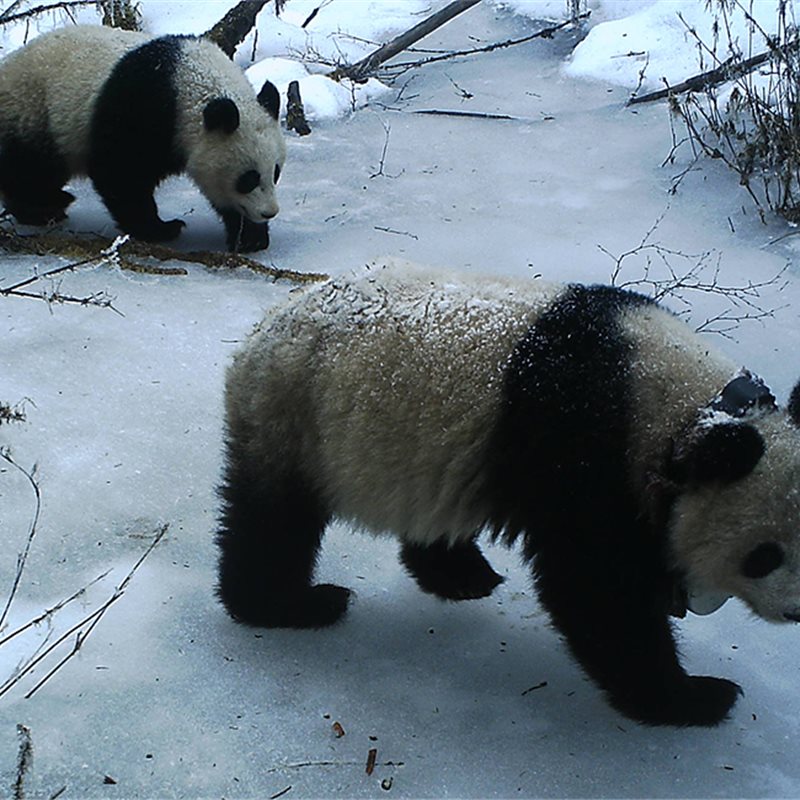 Las hembras panda recorren largas distancias para aparearse