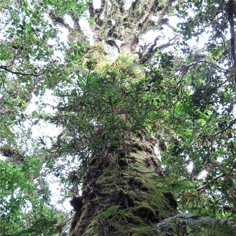 En las cumbres de Papúa Nueva Guinea crecen árboles imponentes
