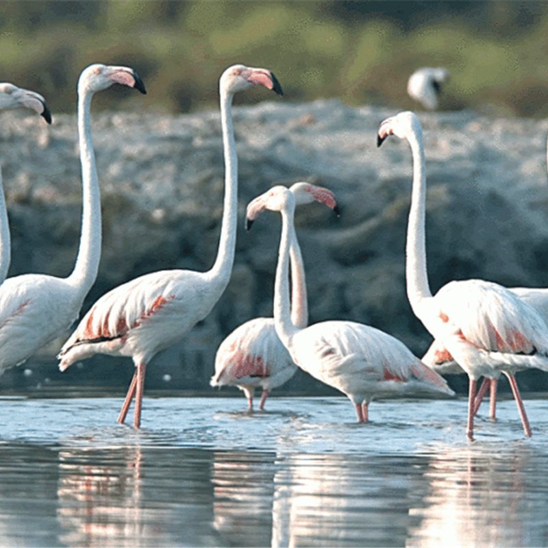 Islas Baleares, un espectáculo para el turismo ornitológico