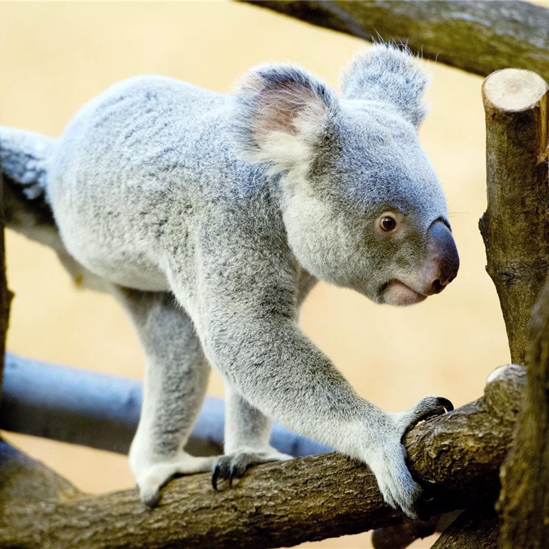 Koalas al fresco