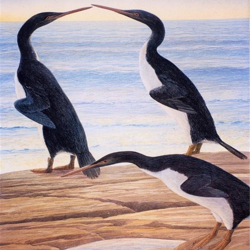 Descubierto un fósil de pingüino gigante de 61 millones de años de antigüedad