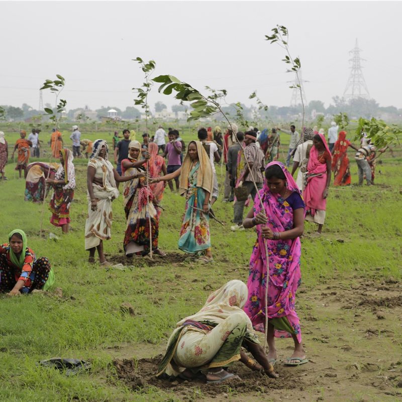 Día histórico en la India: plantan más de 66 millones de árboles en 12 horas