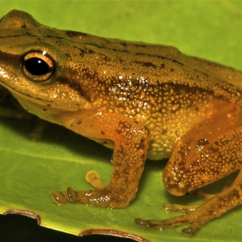La rana de El Dorado: una nueva especie descubierta en Colombia