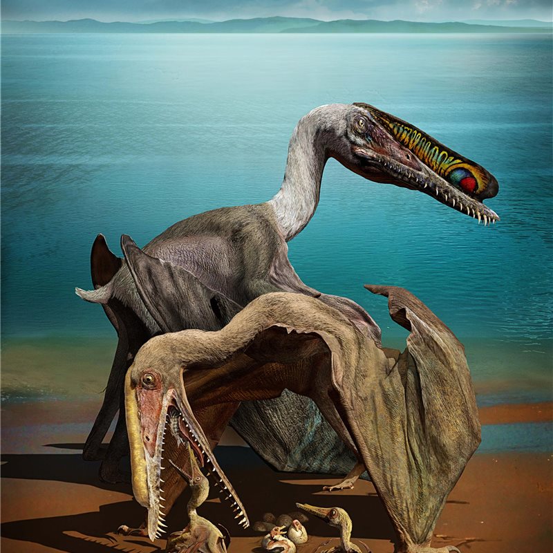 Una extraordinaria acumulación de huevos y embriones fosilizados de pterosaurios