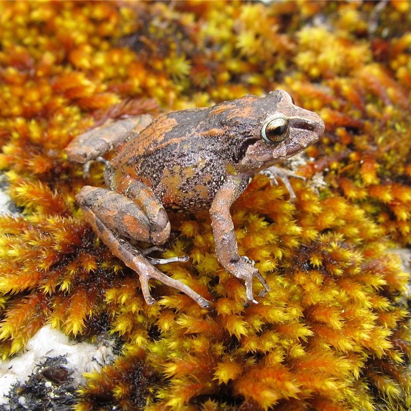 Descubiertas 3 nuevas especies de ranas en los Andes peruanos