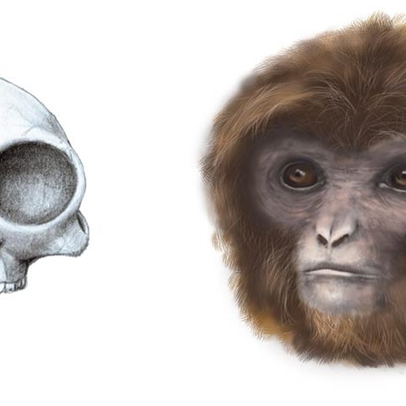 Laia, un nuevo simio extinguido ilumina la senda evolutiva de nuestros ancestros