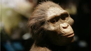 Lucy Australopithecus