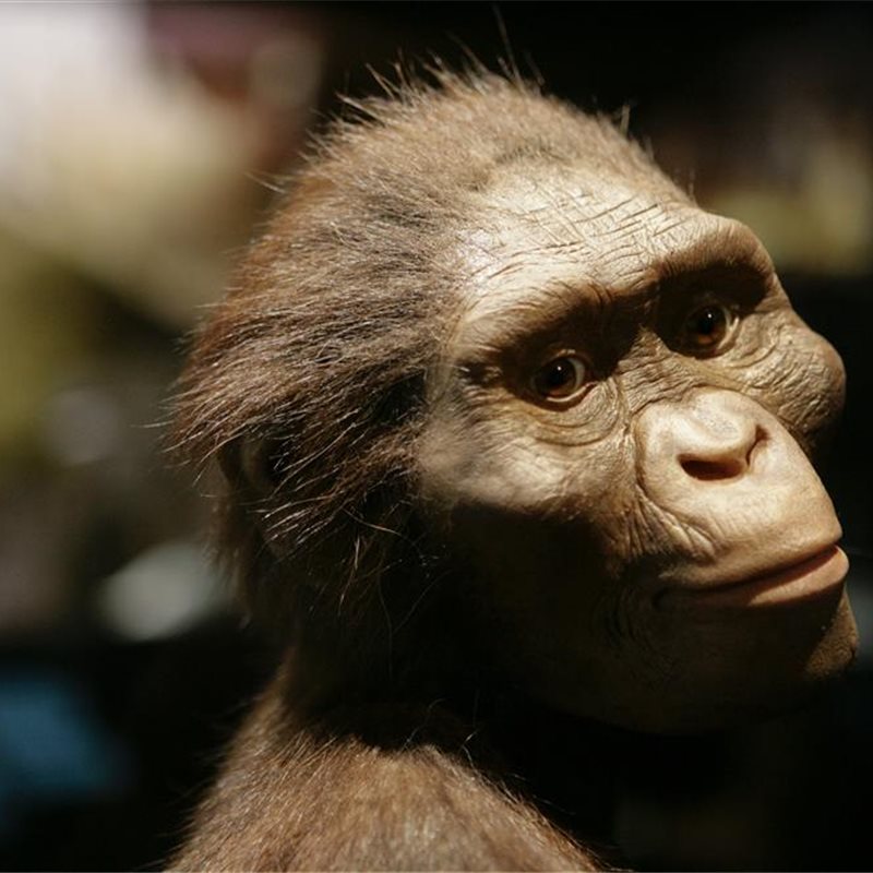 Lucy, la australopithecus más famosa del mundo