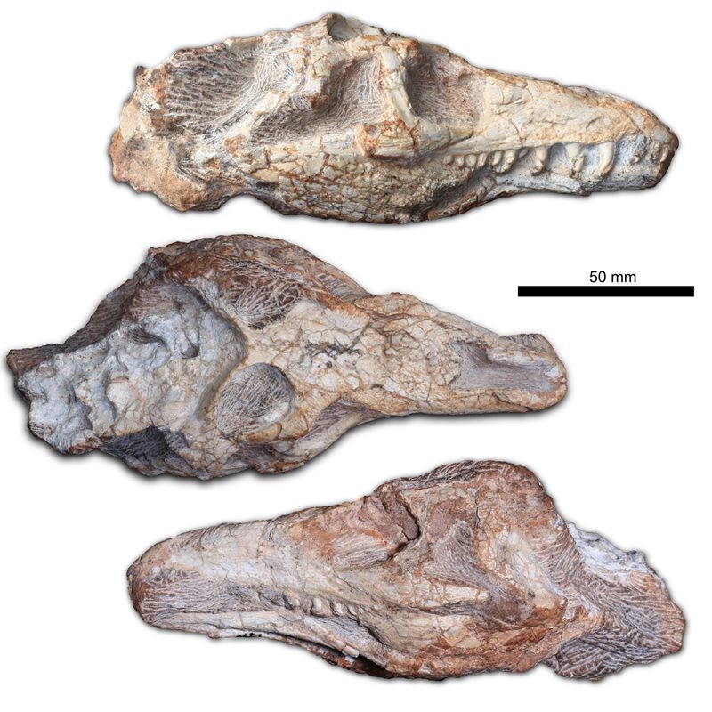 Hallan el cráneo fosilizado de un reptil desconocido