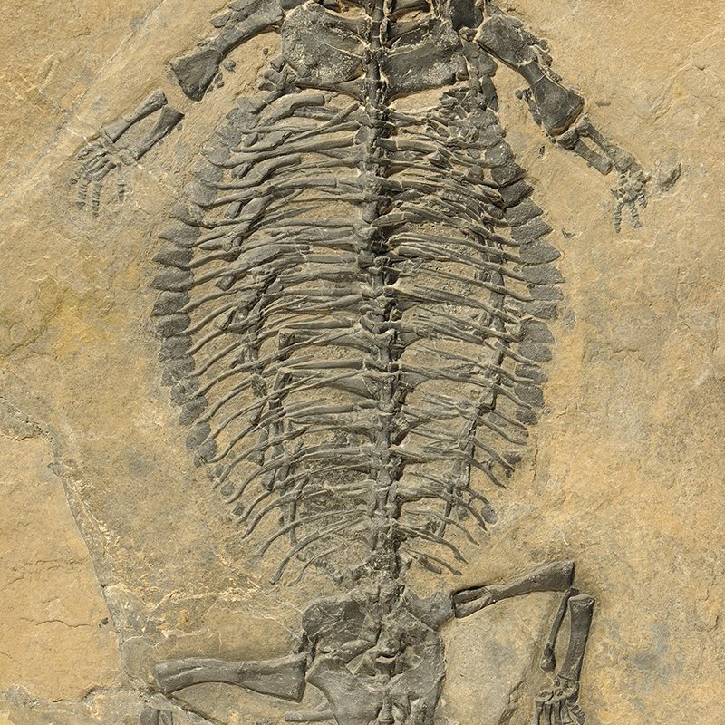 Un fósil hallado en Suiza de un reptil que existió hace unos 241 millones de años