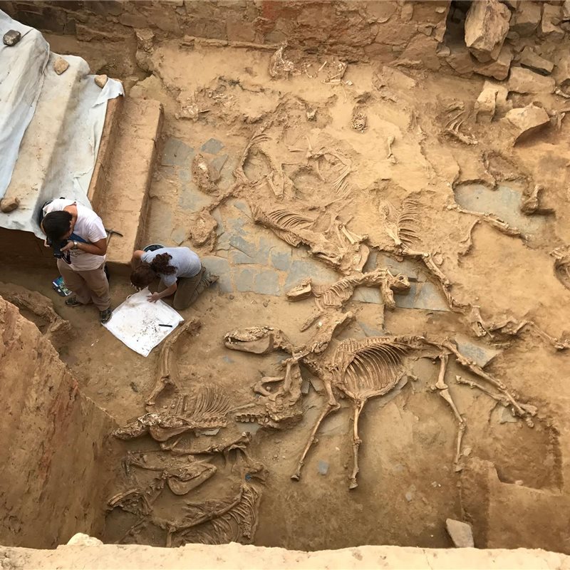 Tartessos y sus sacrificios rituales: hallados restos animales en un templo de Badajoz 