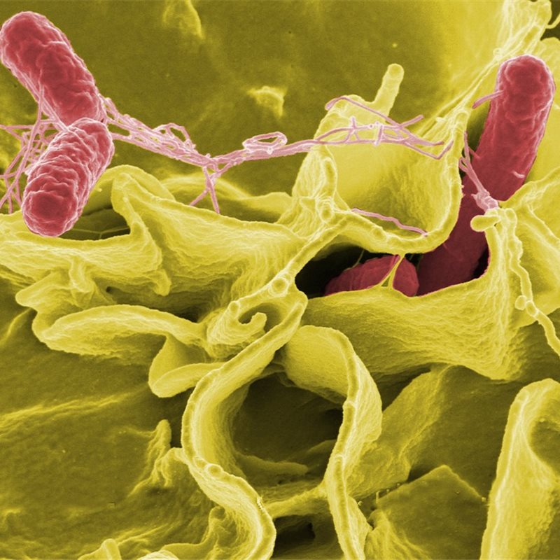 Salmonella enterica