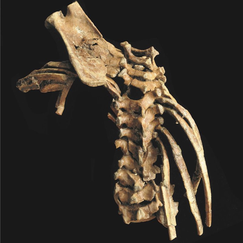 Un fósil de hace 3,3 millones de años revela la antigüedad de la columna vertebral humana
