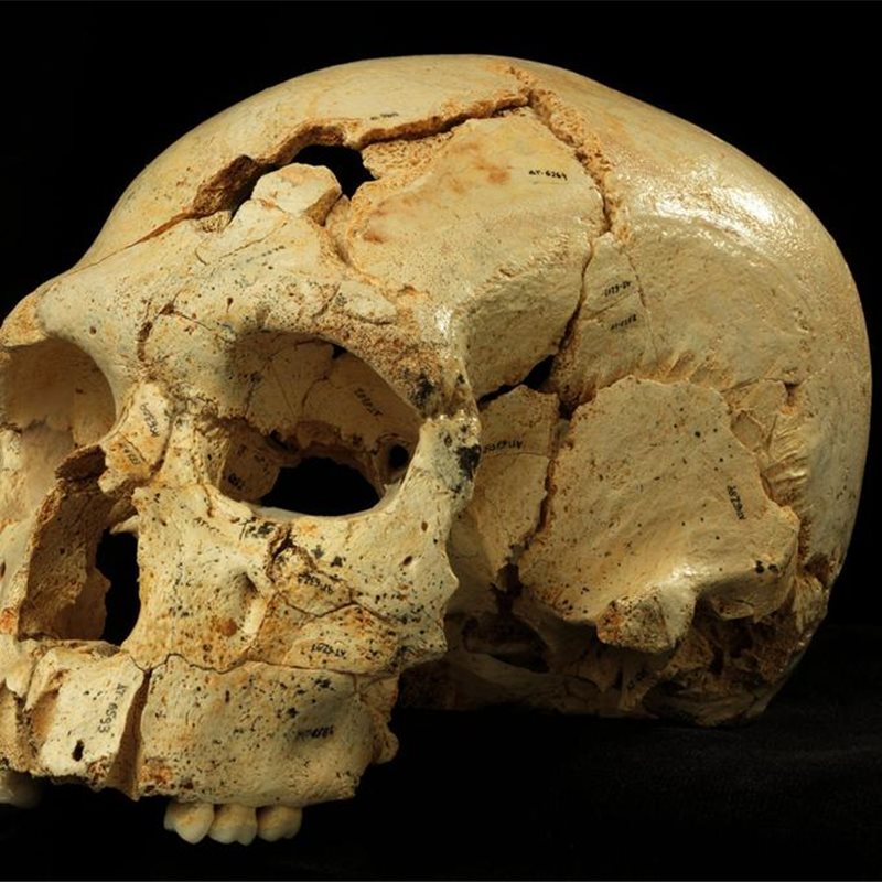 Presentan la colección de cráneos de la Sima de los Huesos