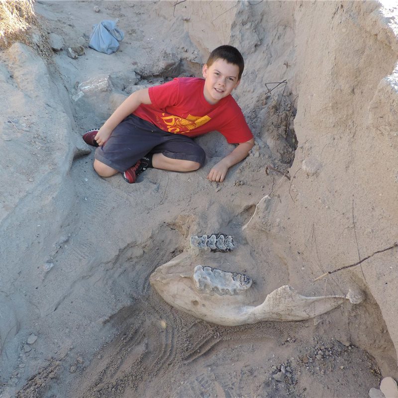 Un niño tropieza en el desierto... y descubre el fósil de un elefante prehistórico 