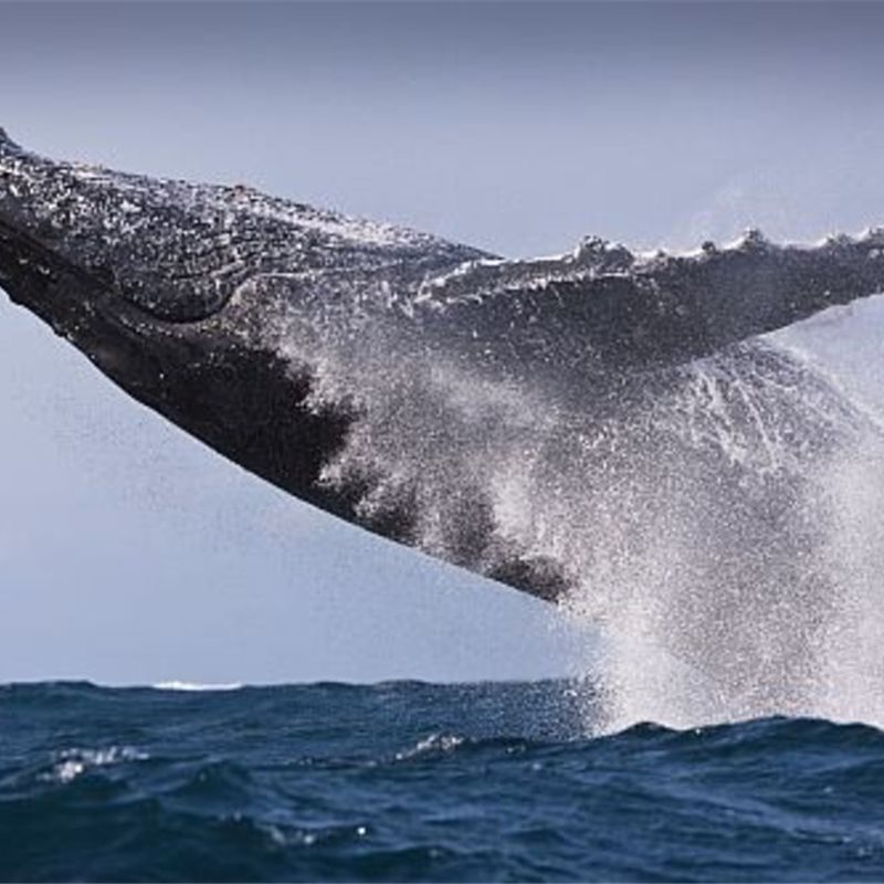 6 lugares para avistar ballenas en agosto