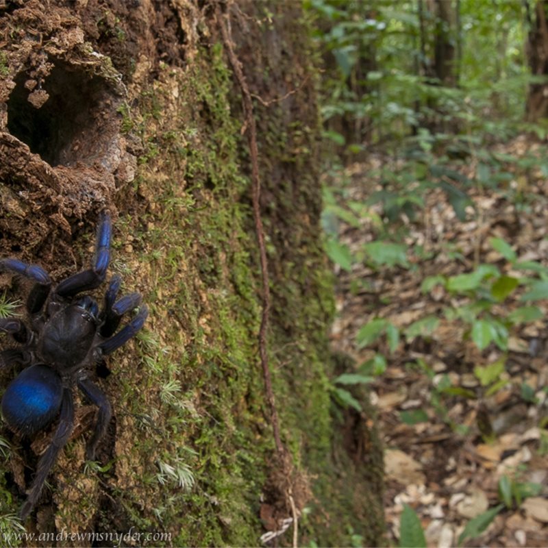 La increíble y desconocida tarántula de color azul metálico descubierta en Guyana