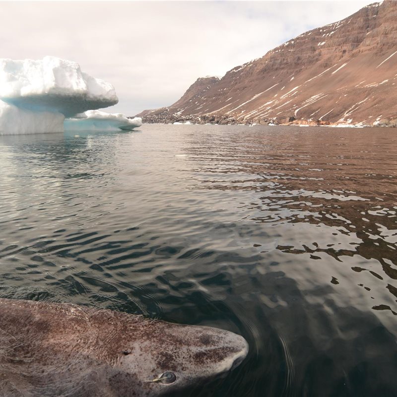 El tiburón de Groenlandia es el vertebrado más longevo del planeta