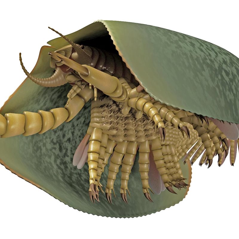 Unos fósiles de Canadá revelan el aspecto de una antigua criatura marina