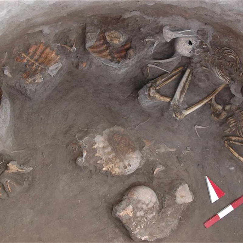 Investigan una tumba que contenía los restos de 21 tortugas