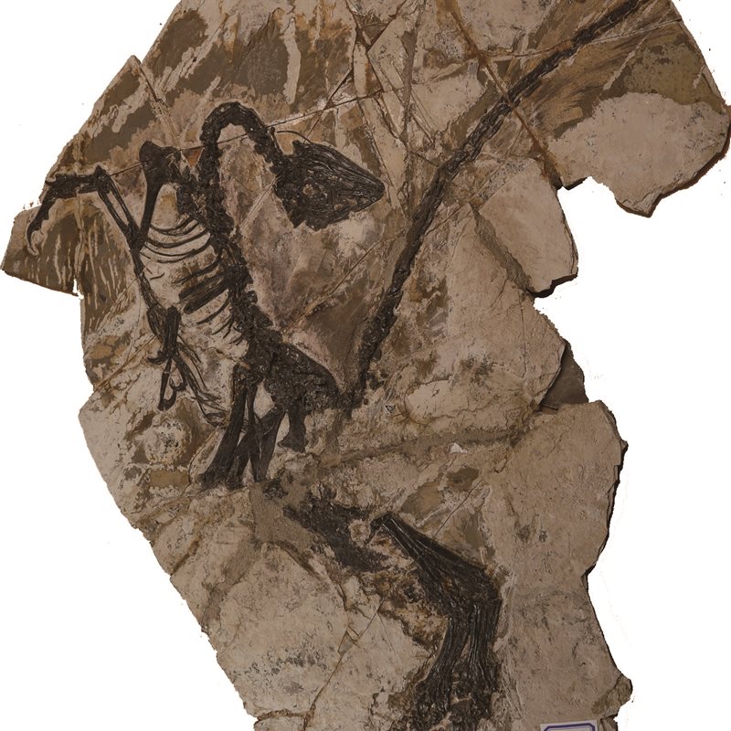 Nueva especie de dinosaurio con aspecto de pájaro y plumas asimétricas