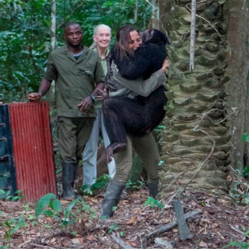 El emotivo abrazo de un chimpancé a su cuidadora al ser liberado