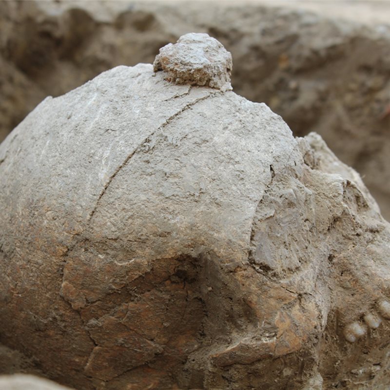 Descubren dos cráneos enclavados en el poblado ibérico de Ullastret