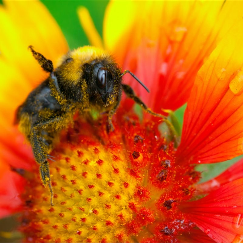 Una gran diversidad de abejas es crucial para asegurar la polinización de los cultivos
