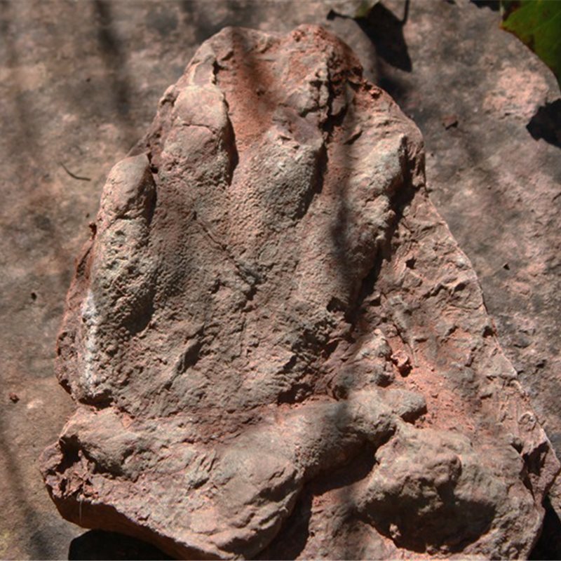 Una excursionista descubre una huella fosilizada de un reptil del Triásico Medio