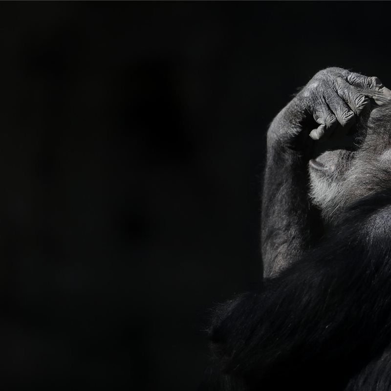 Un estudio compara muestras de tejido cerebral de humanos, chimpancés y macacos