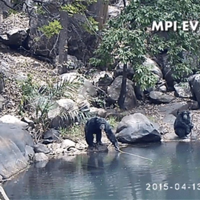 Los chimpancés utilizan herramientas para pescar algas durante la estación seca