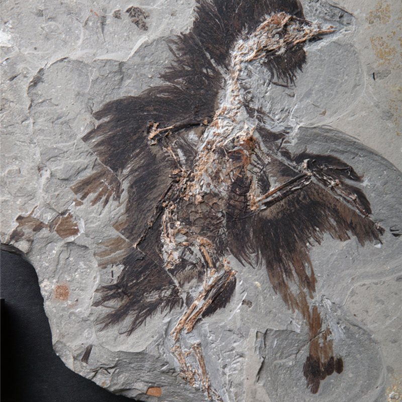 Hallan queratina y melanosomas en un pájaro fosilizado de hace 130 millones de años