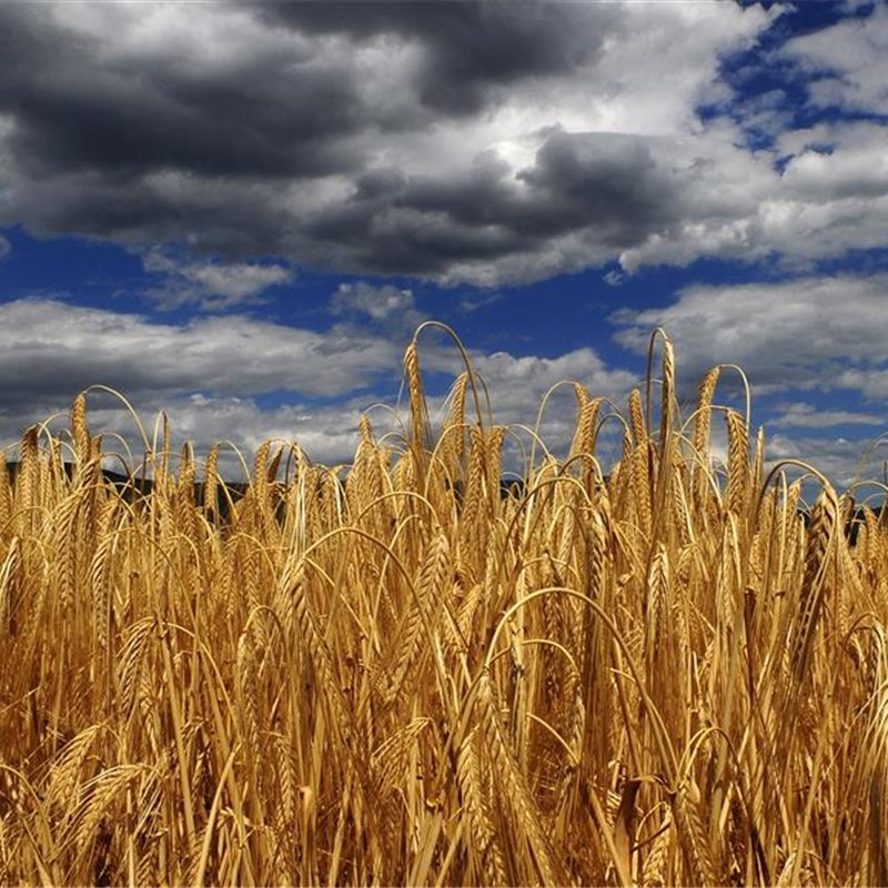 El cambio climático cambiará la agricultura mundial