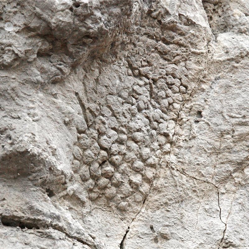 Hallan las escamas de un dinosaurio impresas en una roca al norte de Barcelona