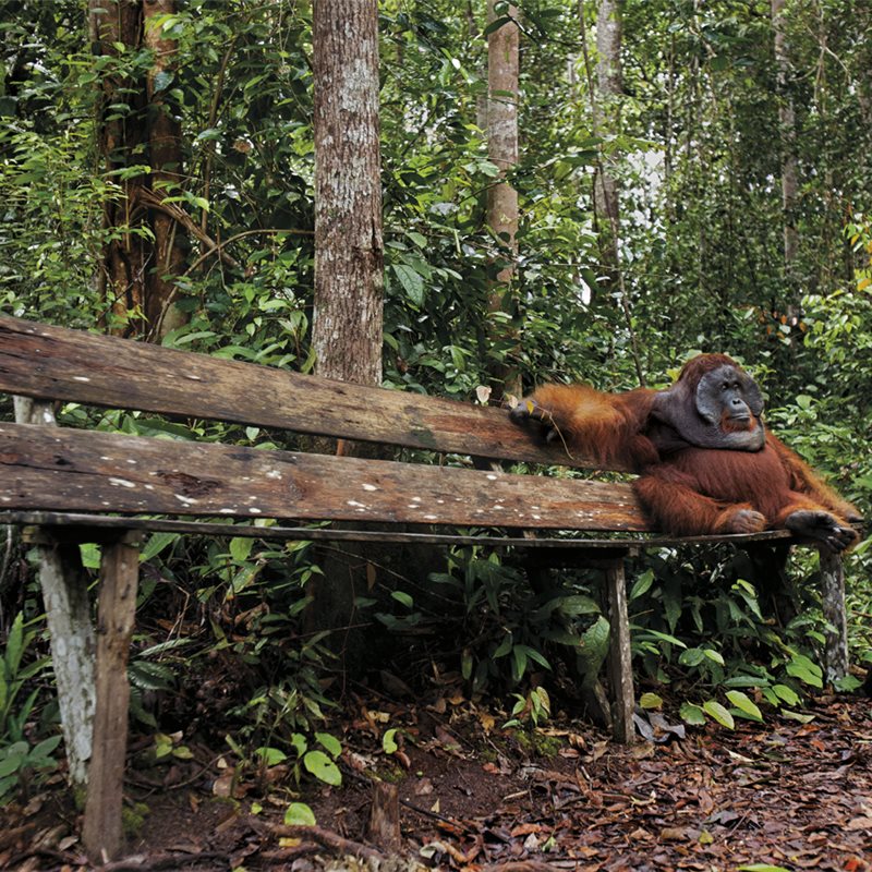 Un orangután descansa después de comer en el Parque Nacional Tanjung Puting de Borneo