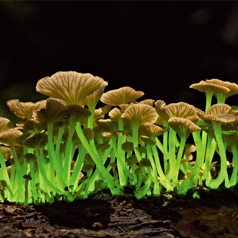 Hongos bioluminiscentes