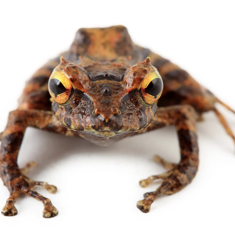 Descubren dos nuevas especies de ranas en el Parque Nacional Llanganates de Ecuador