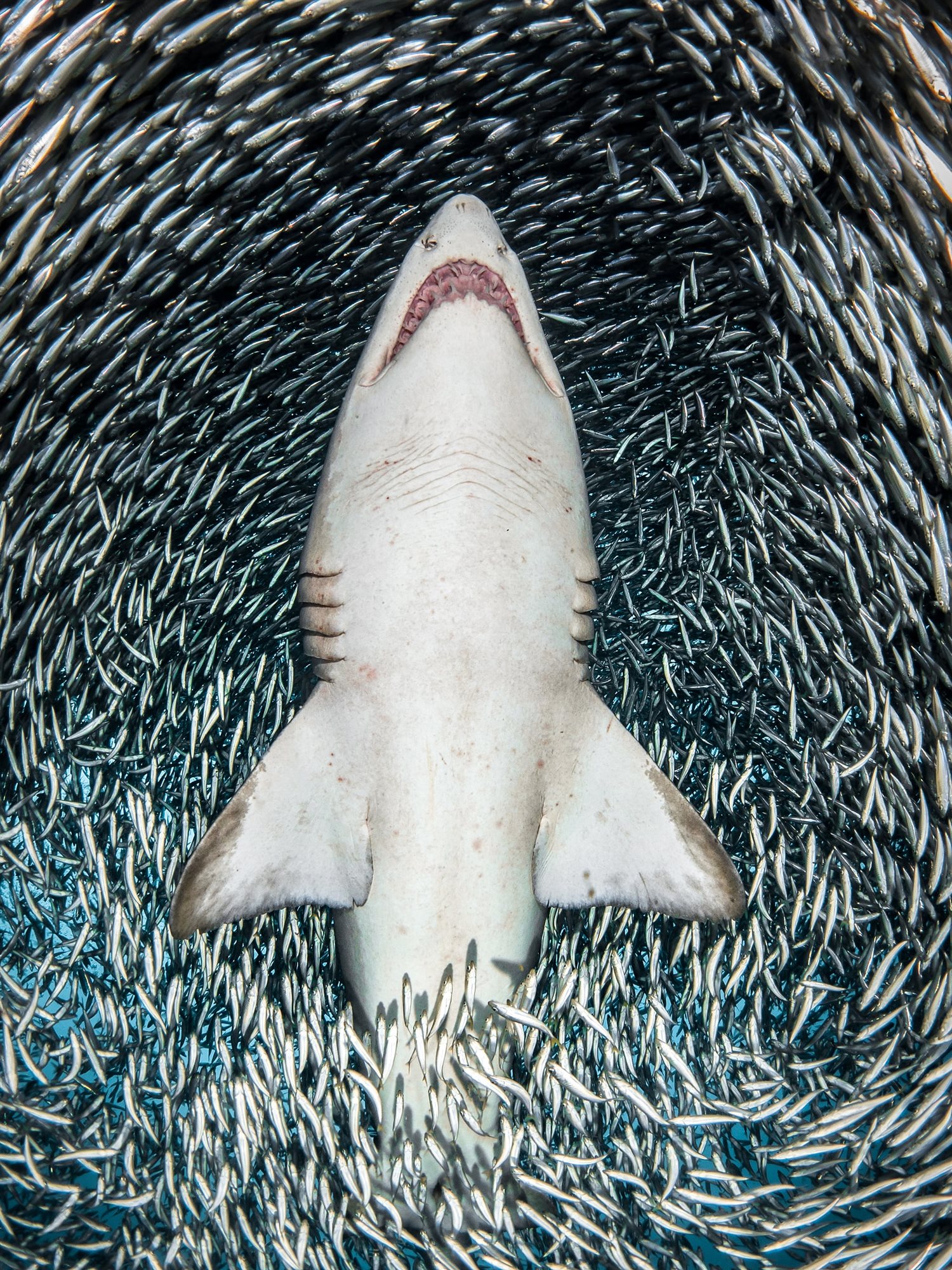 a-sand-tiger-shark-surrounded-by-tiny-bait-fish_464c2996_1500x2000.jpg