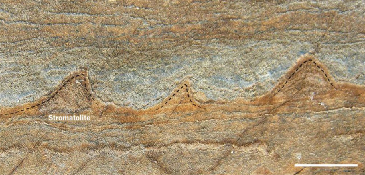 Estromatolíto fósil hallado en Isua, Groenlandia