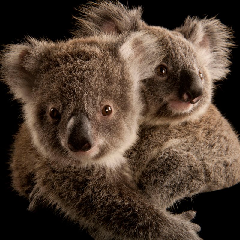 Koalas, una especie amenazada
