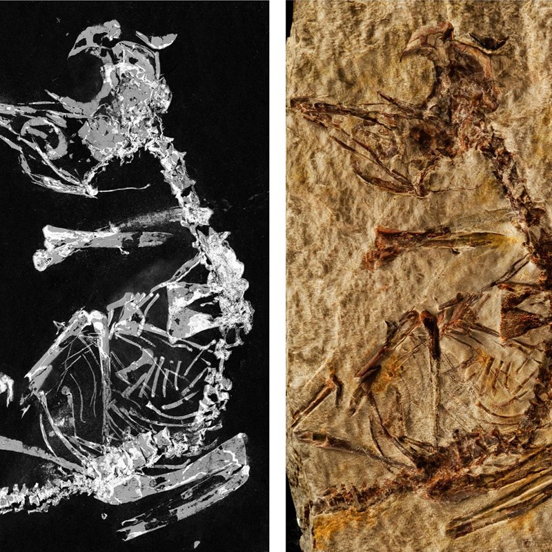 El fósil de un polluelo prehistórico, descubierto en Las Hoyas (Cuenca)