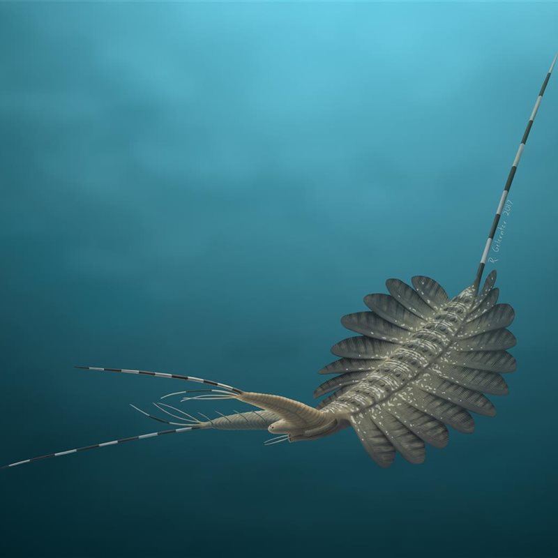 El cerebro fosilizado de un organismo marino de hace 500 millones de años