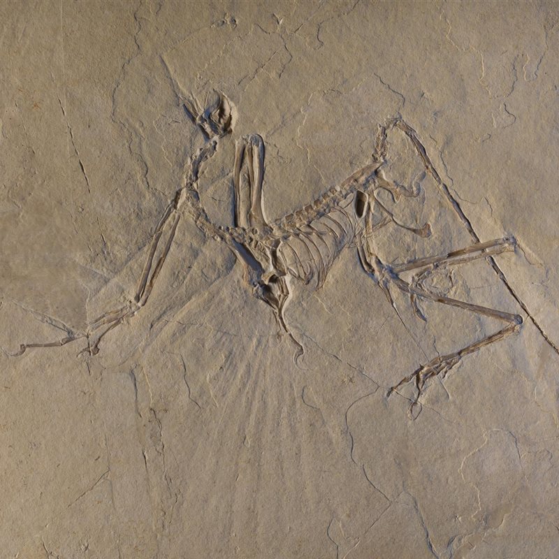 Las aves primitivas del género 'Archaeopteryx' volaban (como los faisanes)