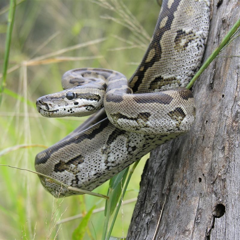 La pitón sudafricana, la primera serpiente ovípara conocida que cuida a sus crías