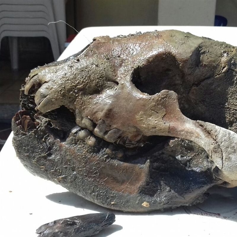 Hallado en Argentina el cráneo de un oso gigante extinto