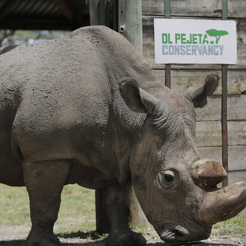 Muere el último macho de rinoceronte blanco del norte